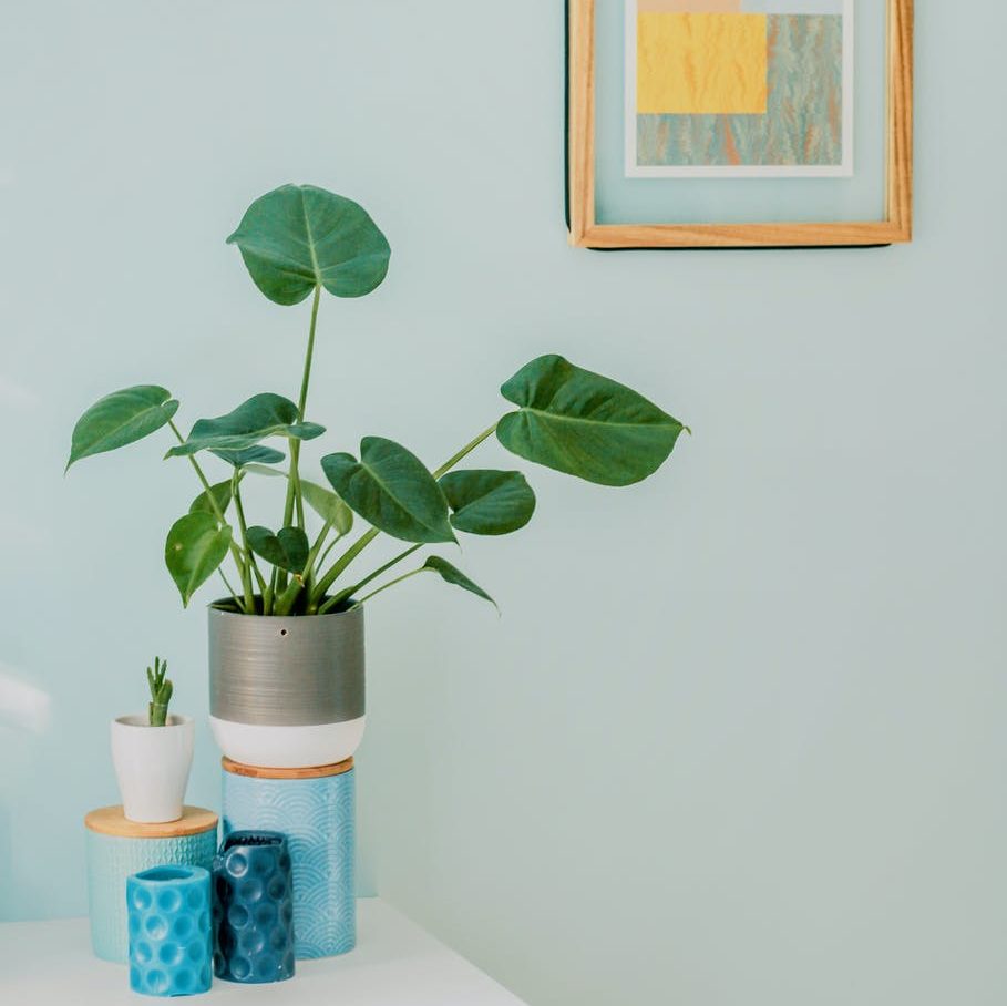 simpele interieurtips orbicular plant on desk