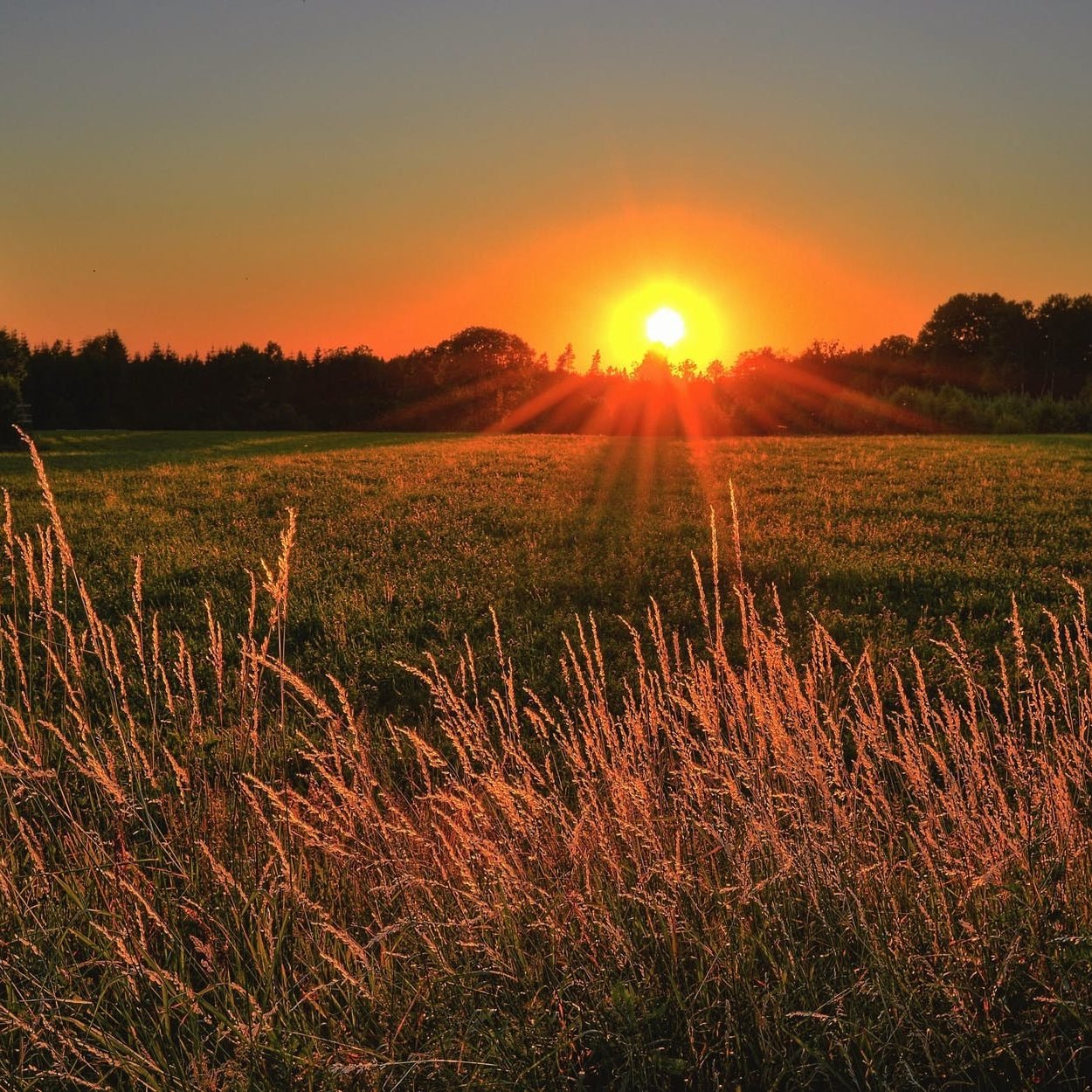 beste hitteplan tips brown and green grass field during sunset