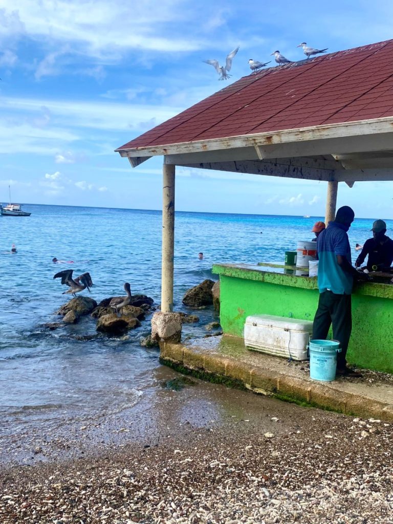 playa piskado playa grandi zwemmen zeeschildpadden snorkelen