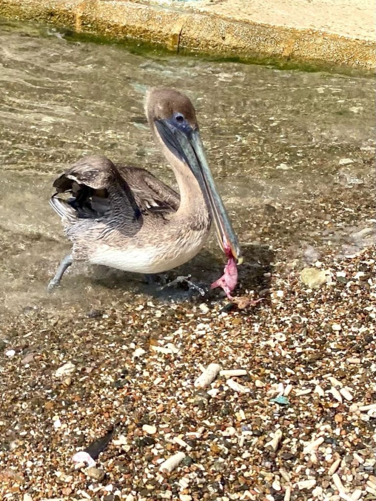 playa grandi playa piskado snorkelen zeeschildpadden ervaring