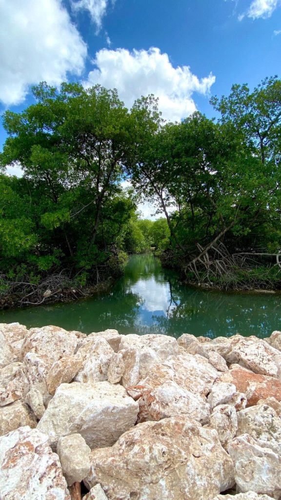 Bijzondere plekjes Curaçao mangrove the rif natuur vakantie tip ervaring